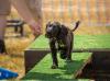 Country Dog Show 2025